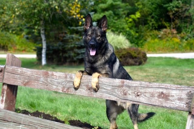 Protection dog leaning on a fence