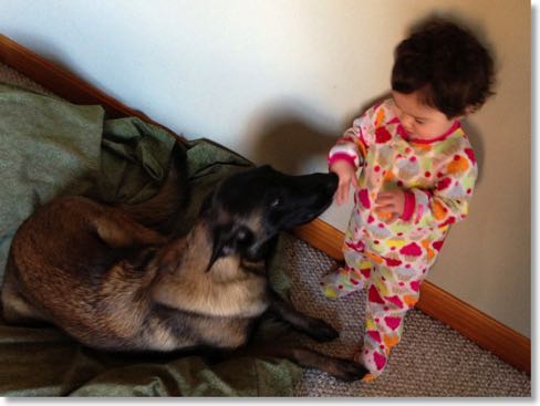Protection dog lying on the floor being pet by a toddler