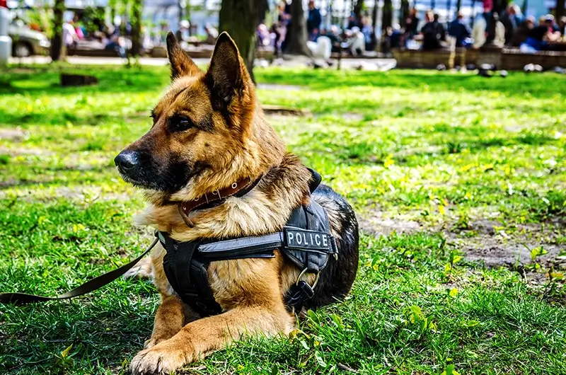 Police protection dog lying in a park
