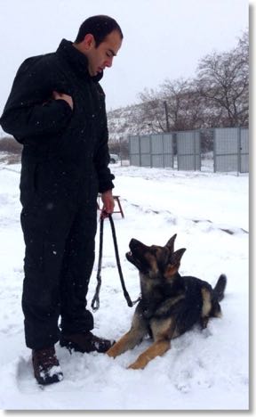 Protection dog lying in the snow next to its owner