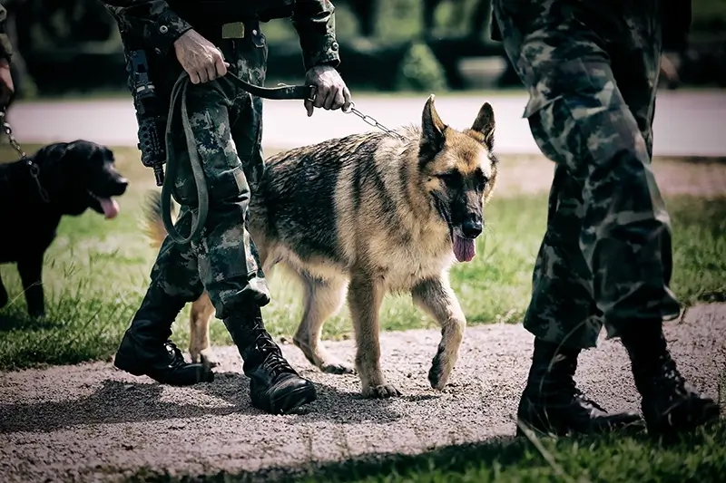 Protection dogs and soldiers walking