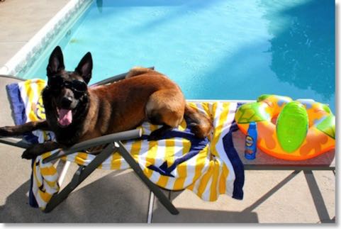 Protection dog lying on a lawn chair next to a pool