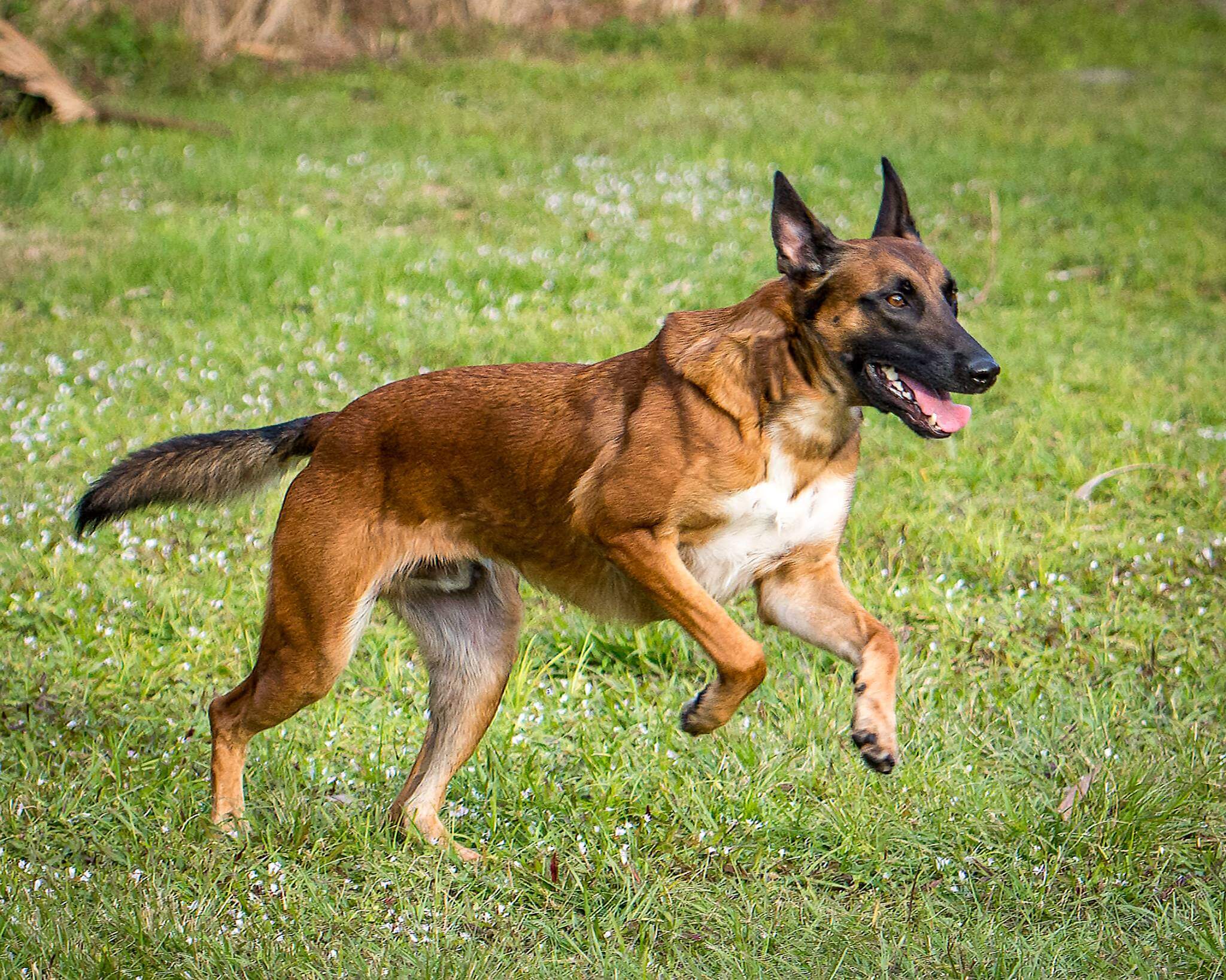 Protection dog running through the grass
