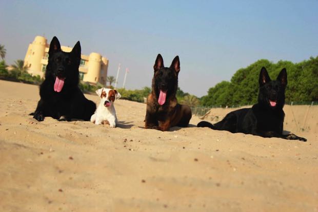 Protection dogs lying in the sand in Dubai