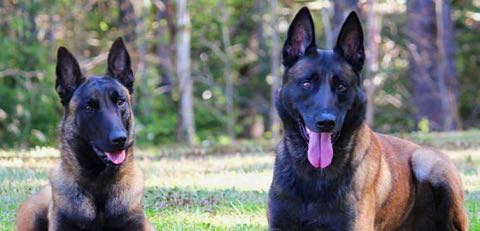Protection dogs standing in the grass next to a forest
