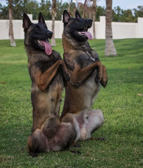 Protection dogs sitting with front paws in the air