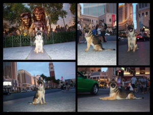 Protection dogs sitting on public sidewalks in Las Vegas