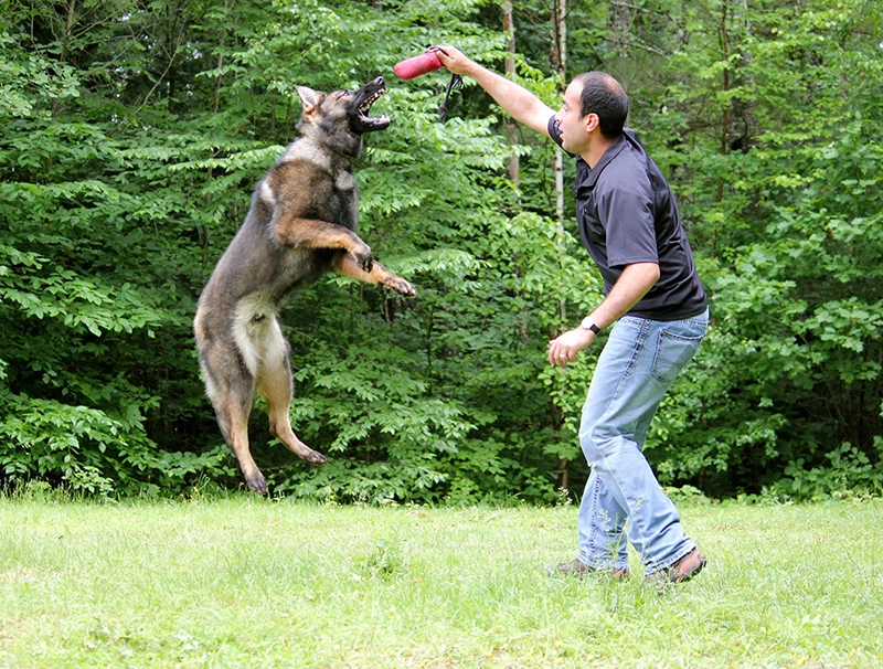 Protection dog leaping in the air to retrieve a toy from its owner
