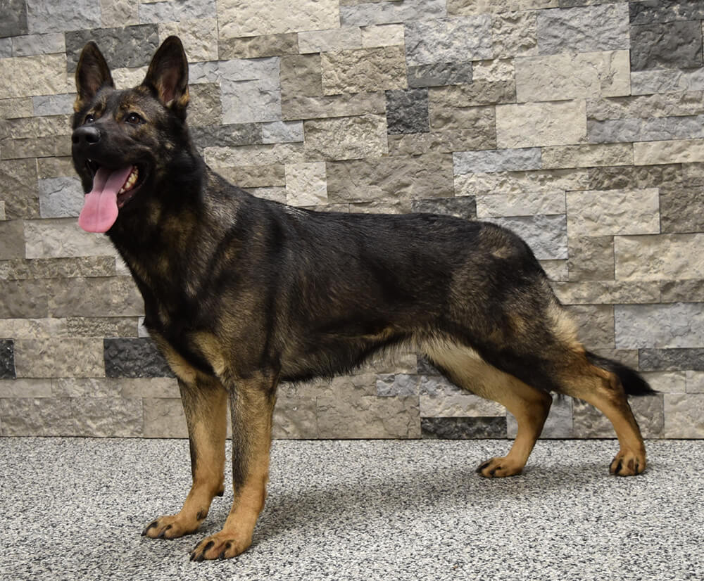 Protection dog standing in front of a stone wall