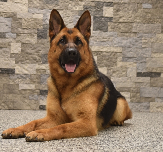 Protection dog lying down in front of a stone wall