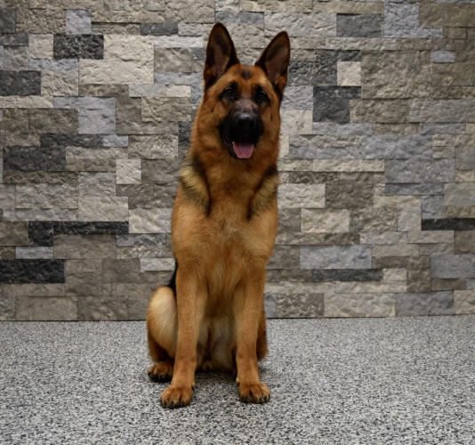 Protection dog sitting in front of a stone wall