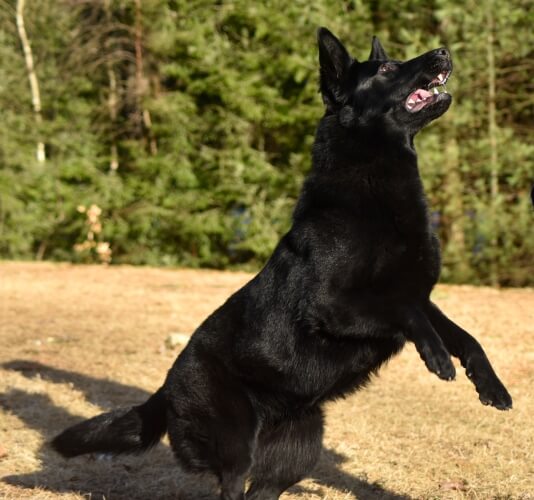 Protection dog standing on rear paws in front of a forest