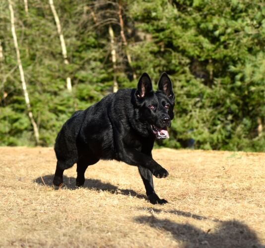 Protection dog running through the grass in front of a forest