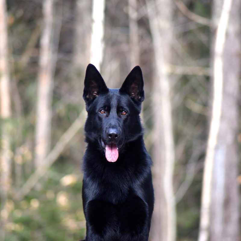 Protection dog posing in front of a Forest