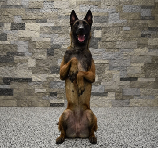 Protection dog sitting with its front paws in the air in front of a stone wall