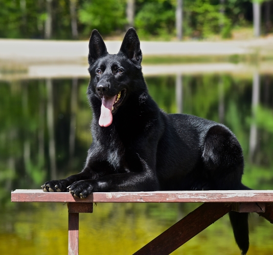 Protection dog lying on a bench in front of a lake