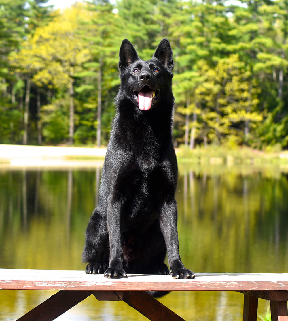 Protection dog sitting on a bench in front of a lake