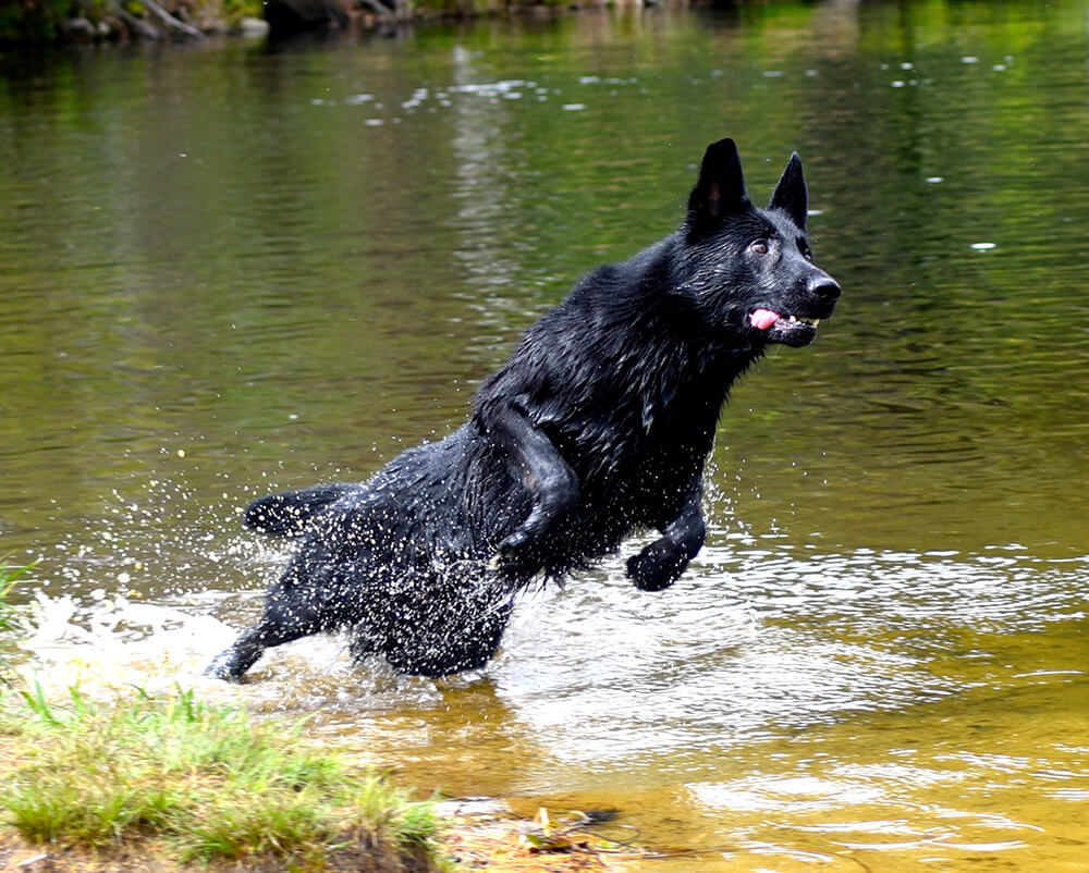 Protection dog leaping out of water in a lake