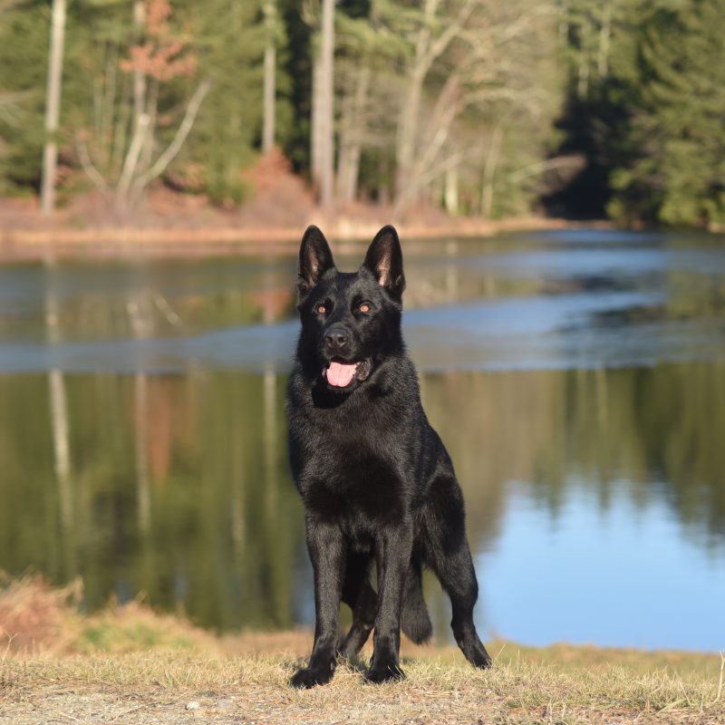 Protection dog standing next to a lake