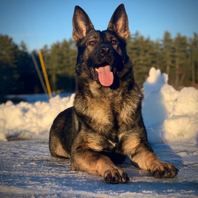 Protection dog lying in snow