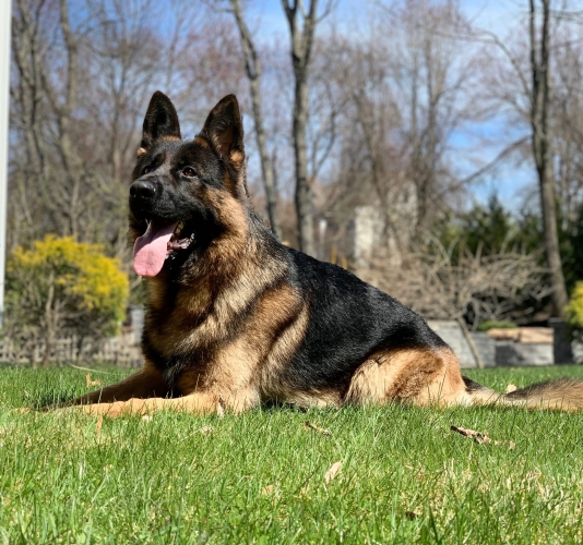 Protection dog lying in the grass of a backyard