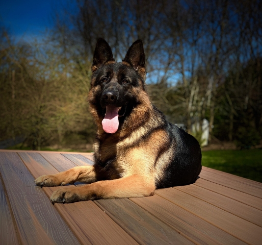 Protection dog lying on a deck
