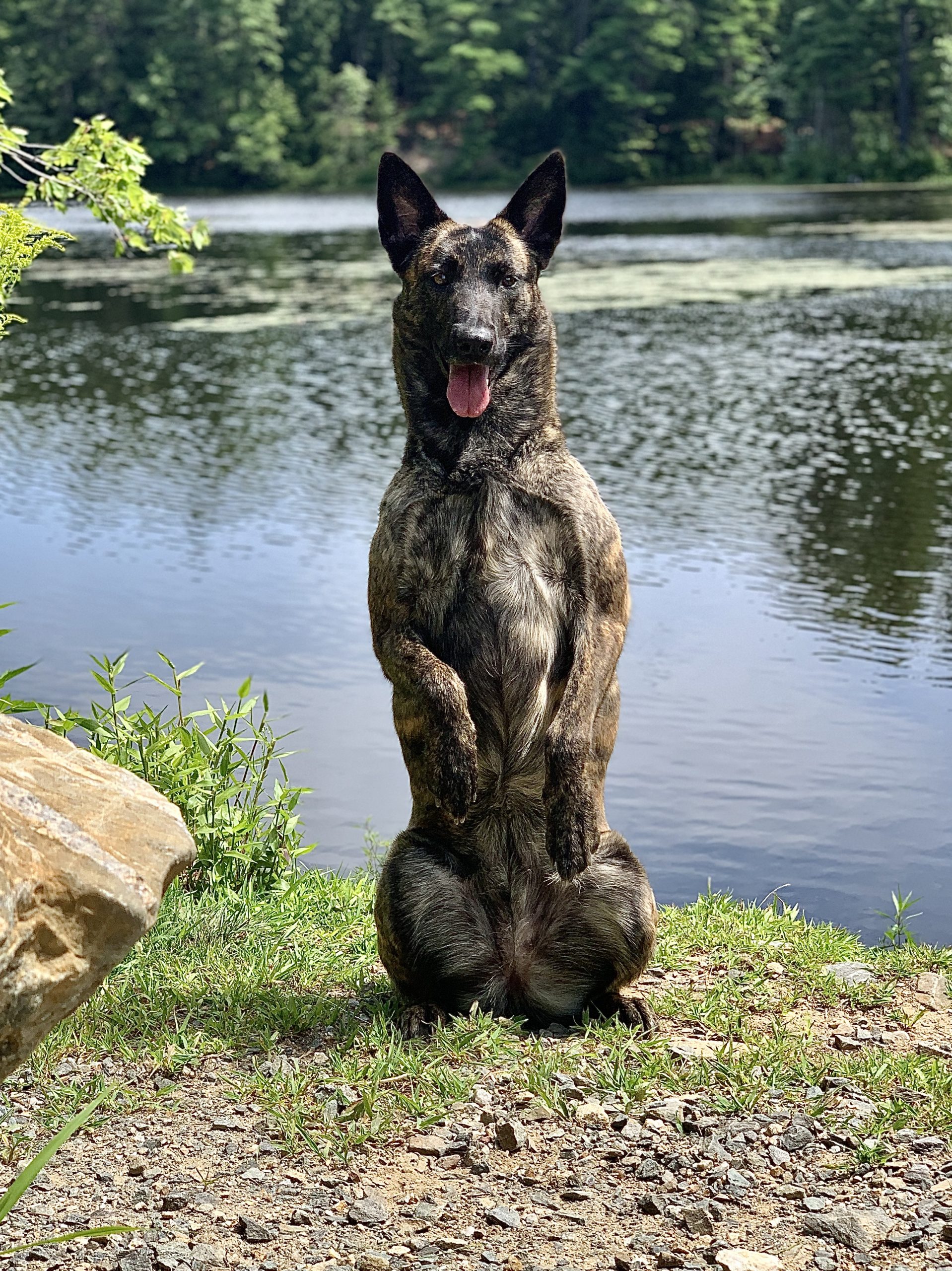 Protection dogs sitting with paws in the air next to a lake