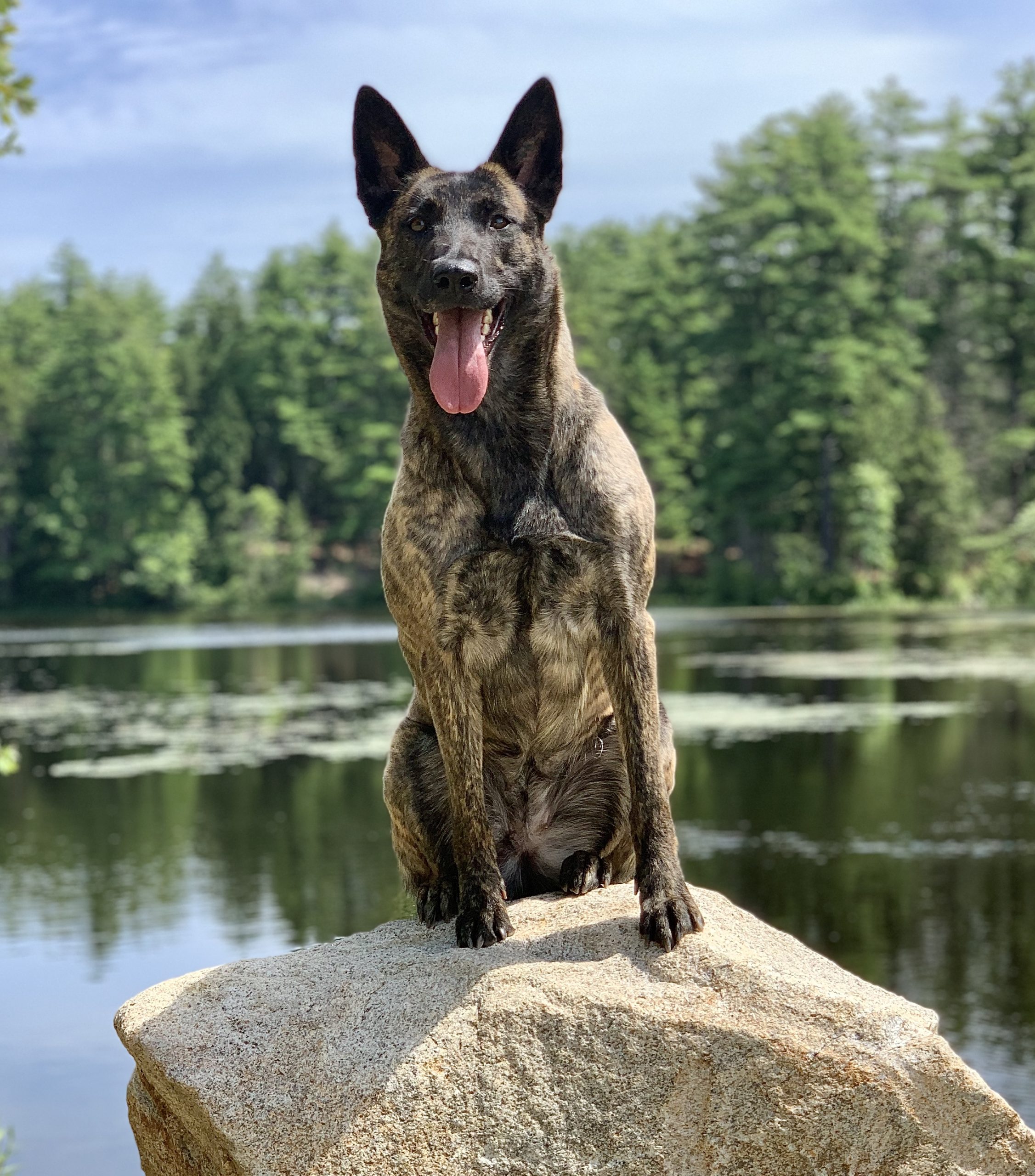 Protection dog sitting on a rock next to a lake