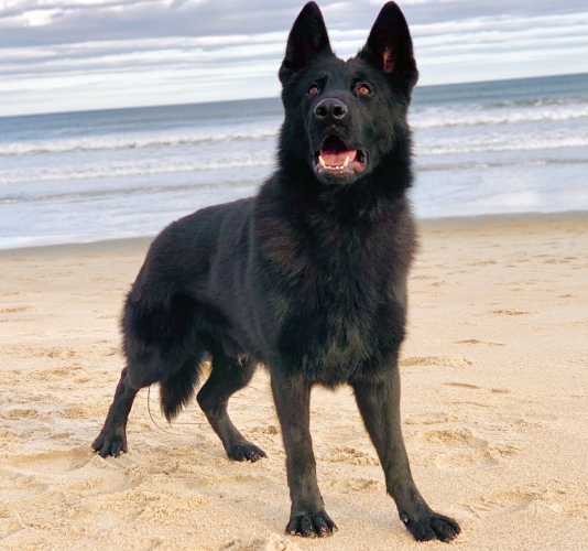 Protection dog standing on a beach in front of an ocean