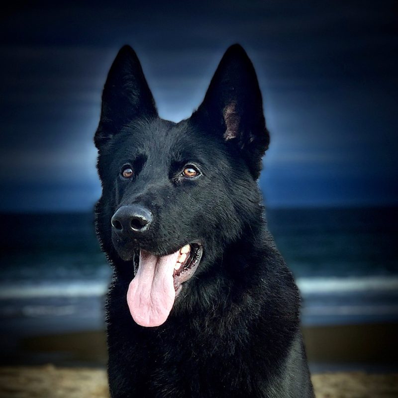 Protection dog posing in front of the beach