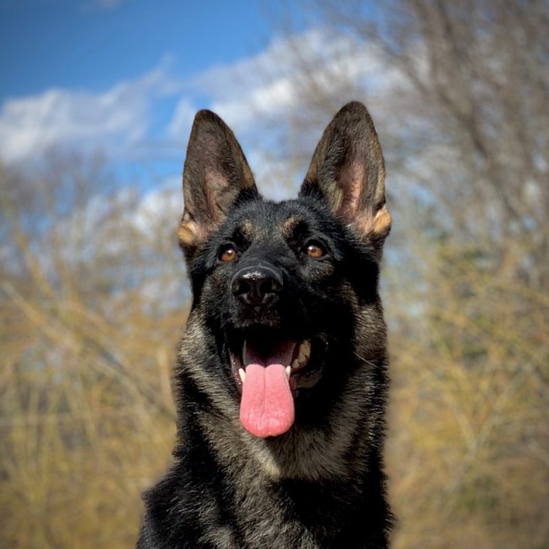 Protection dog posing in front of a forest