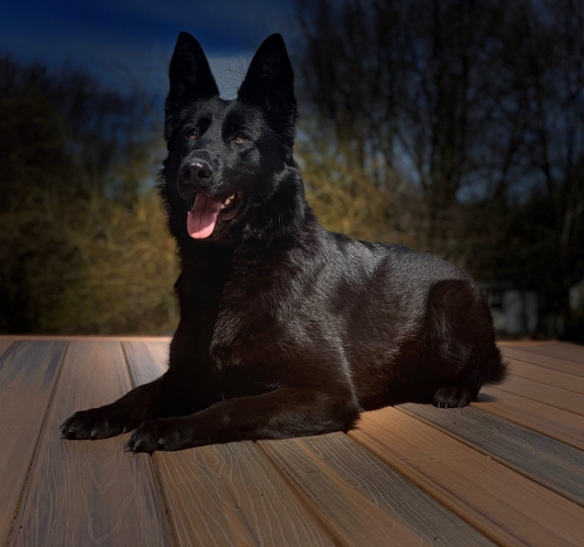 Protection dog lying on a deck