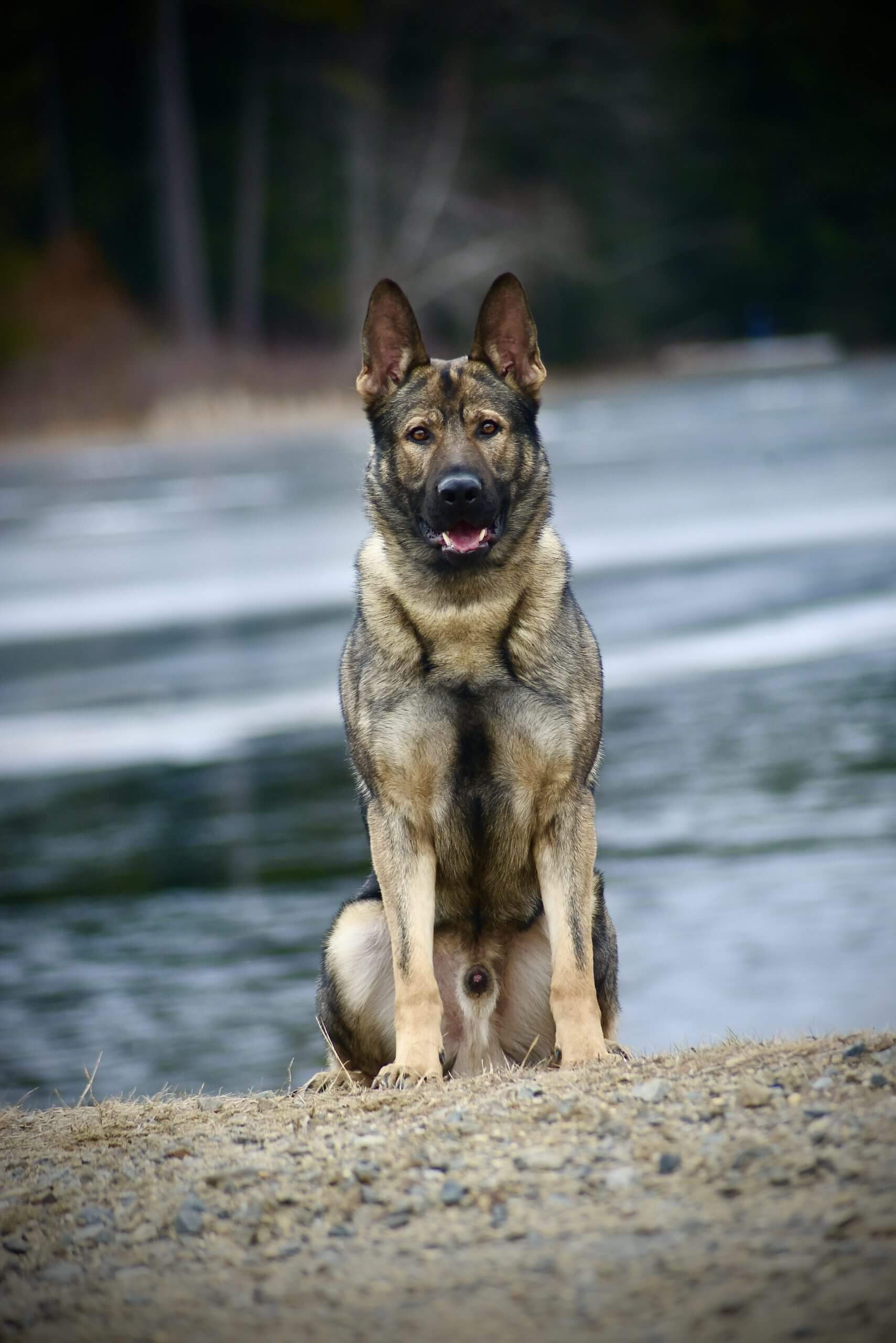 Protection dog sitting in front of a lake