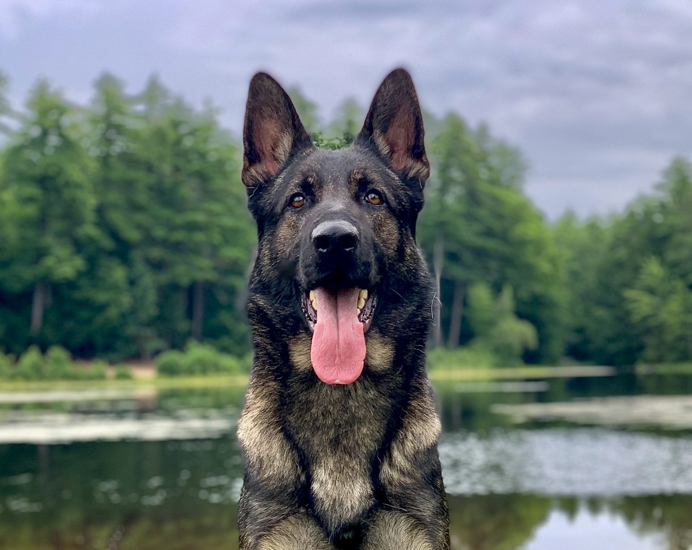 Protection dog posing in front of a lake