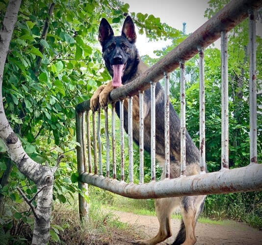 Protection dog leaning on a fence