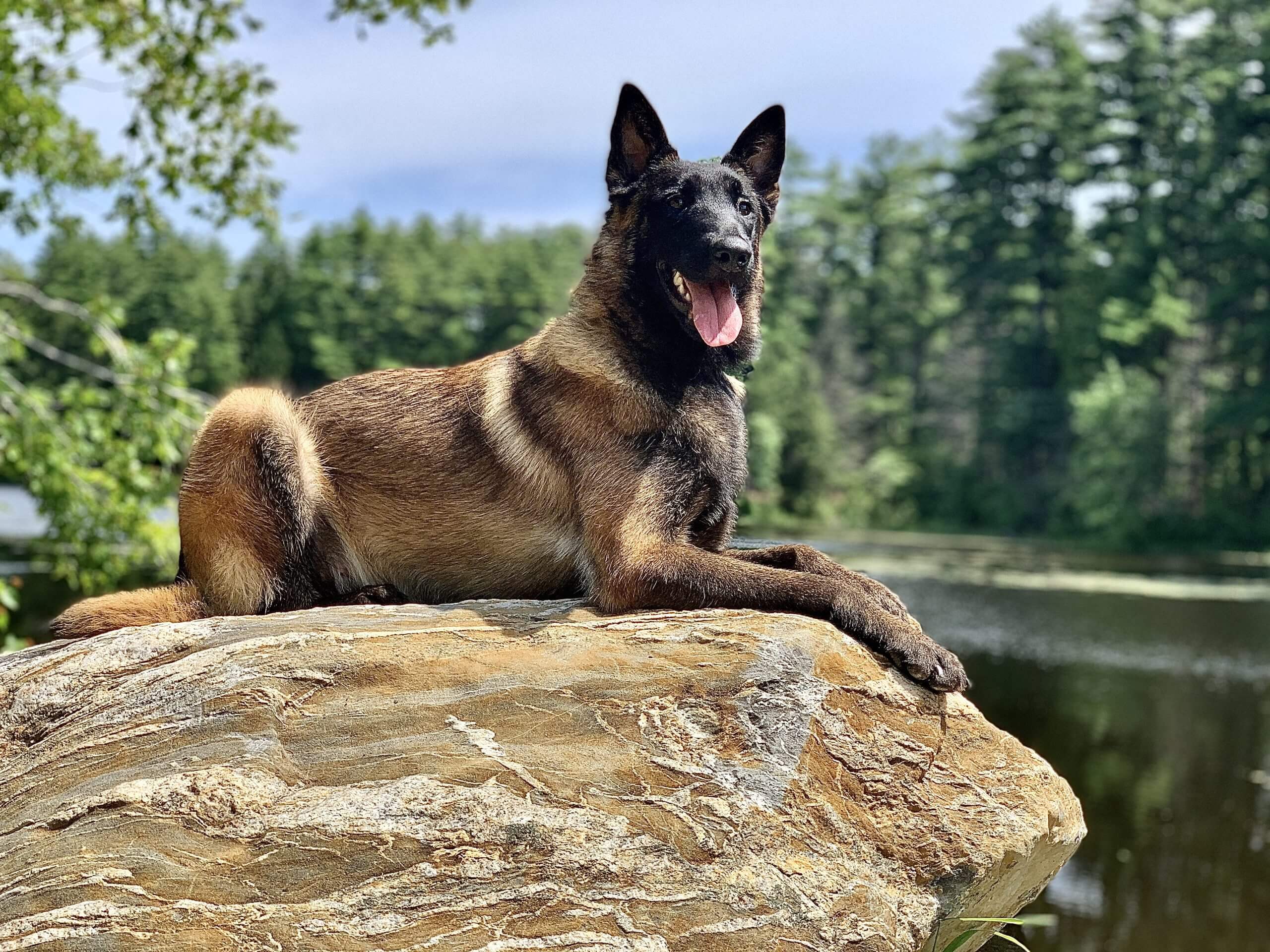 Protection dog lying on a rock in front of a lake
