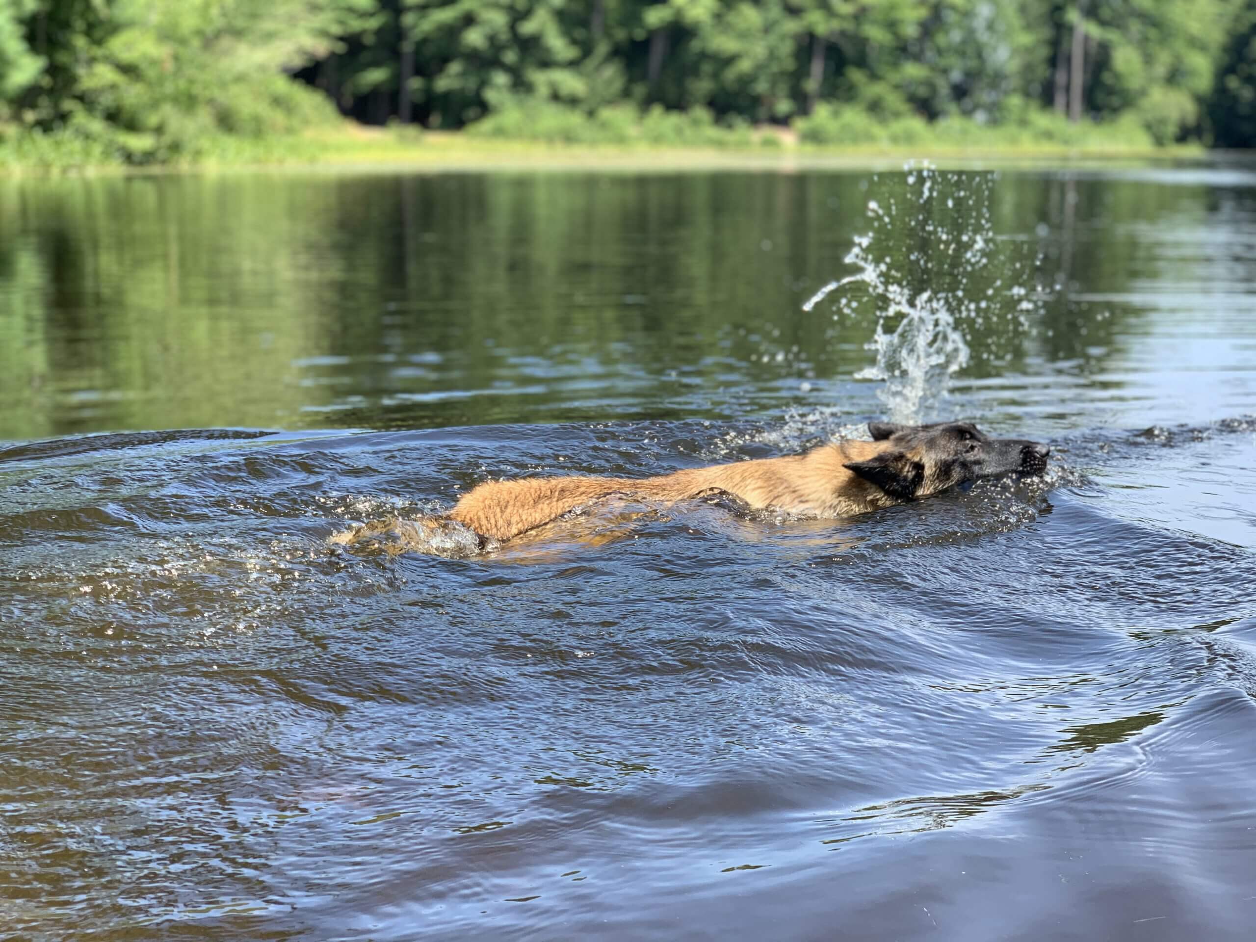 Protection dog swimming in a lake
