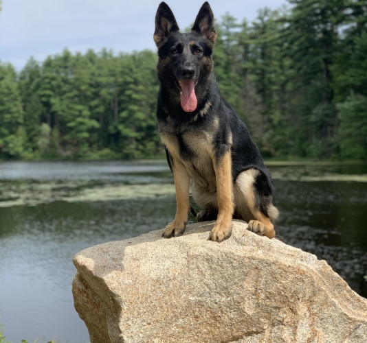 Protection dogs sitting on a rock in front of a lake