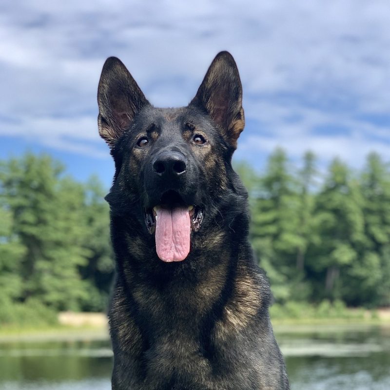 Protection dog posing in front of a lake