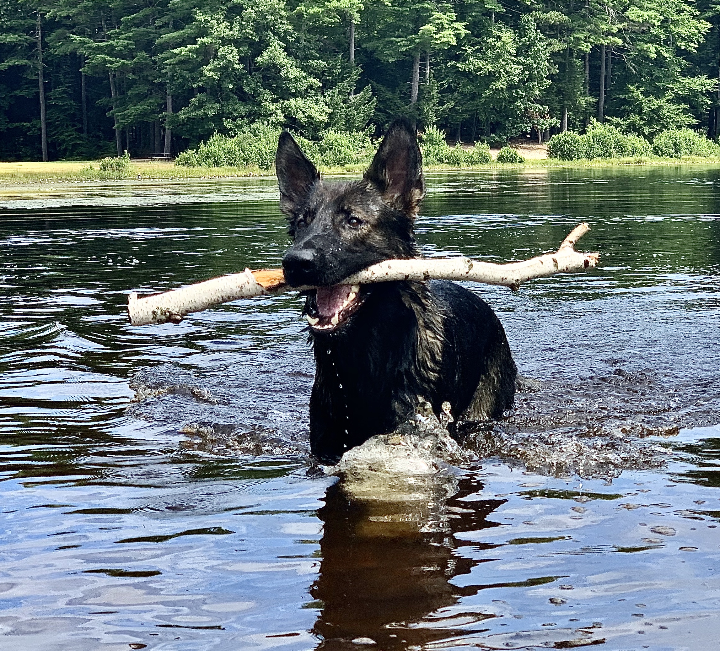Protection dog playing fetch while swimming in a lake