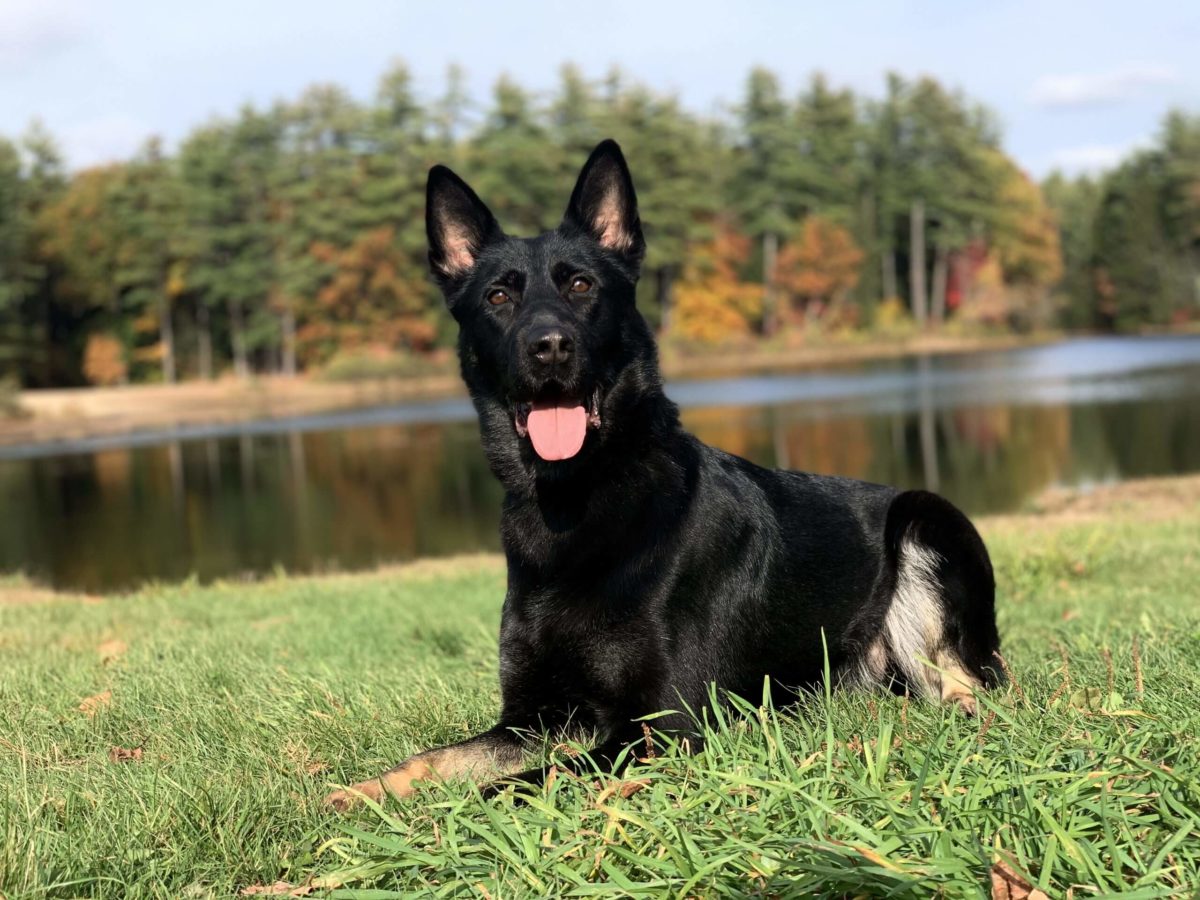 Echo - Protection Dogs Plus
