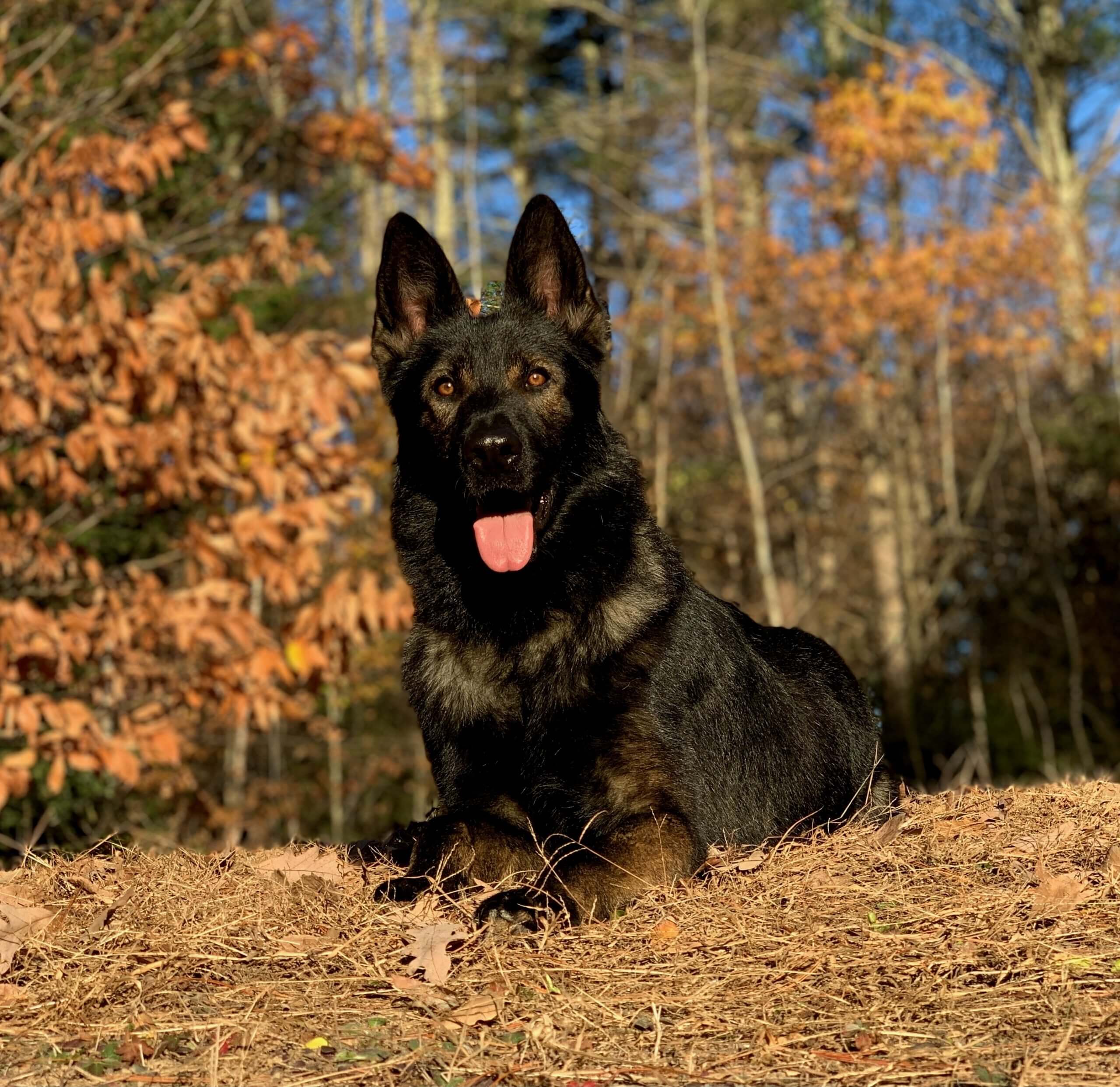 Protection dog lying in front of a forest