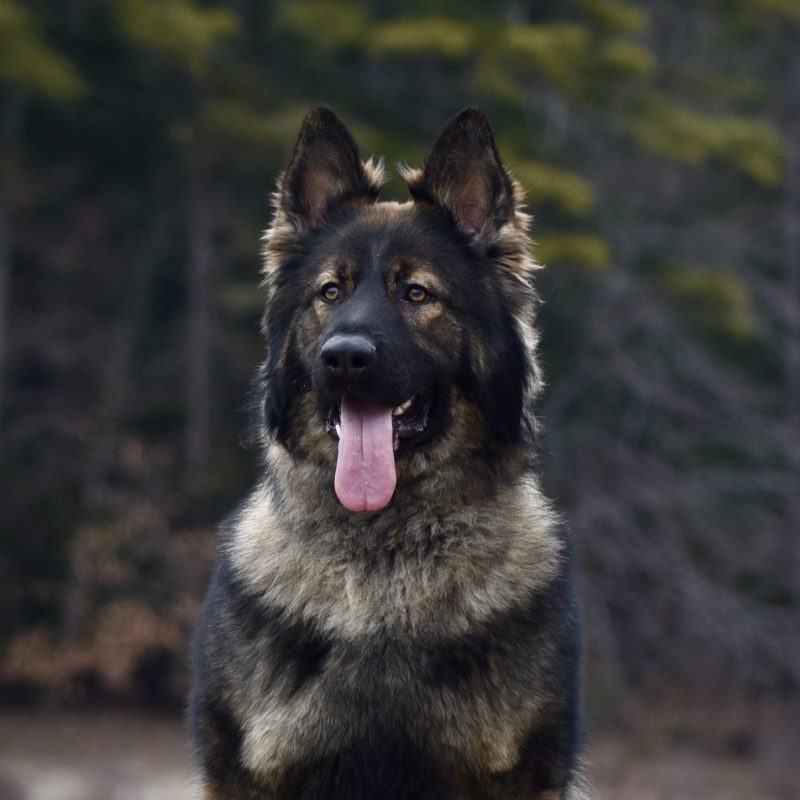 Protection dog posing in front of a forest