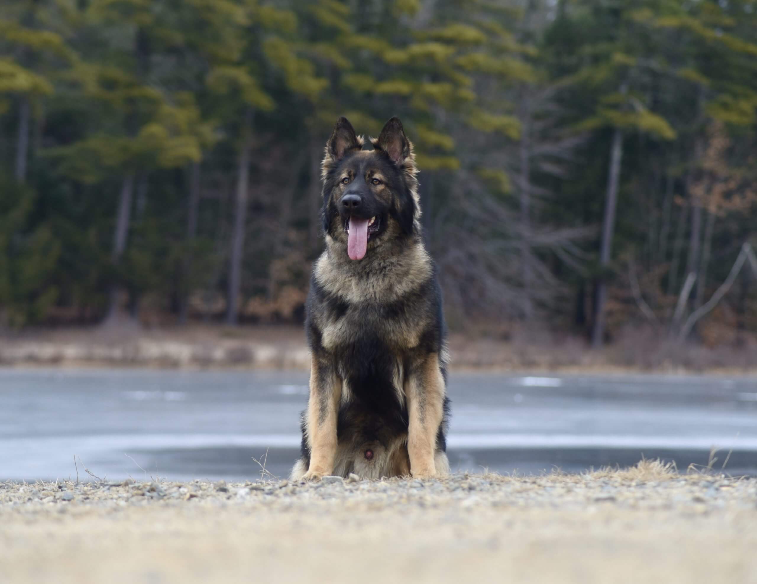Protection dog sitting in front of a lake