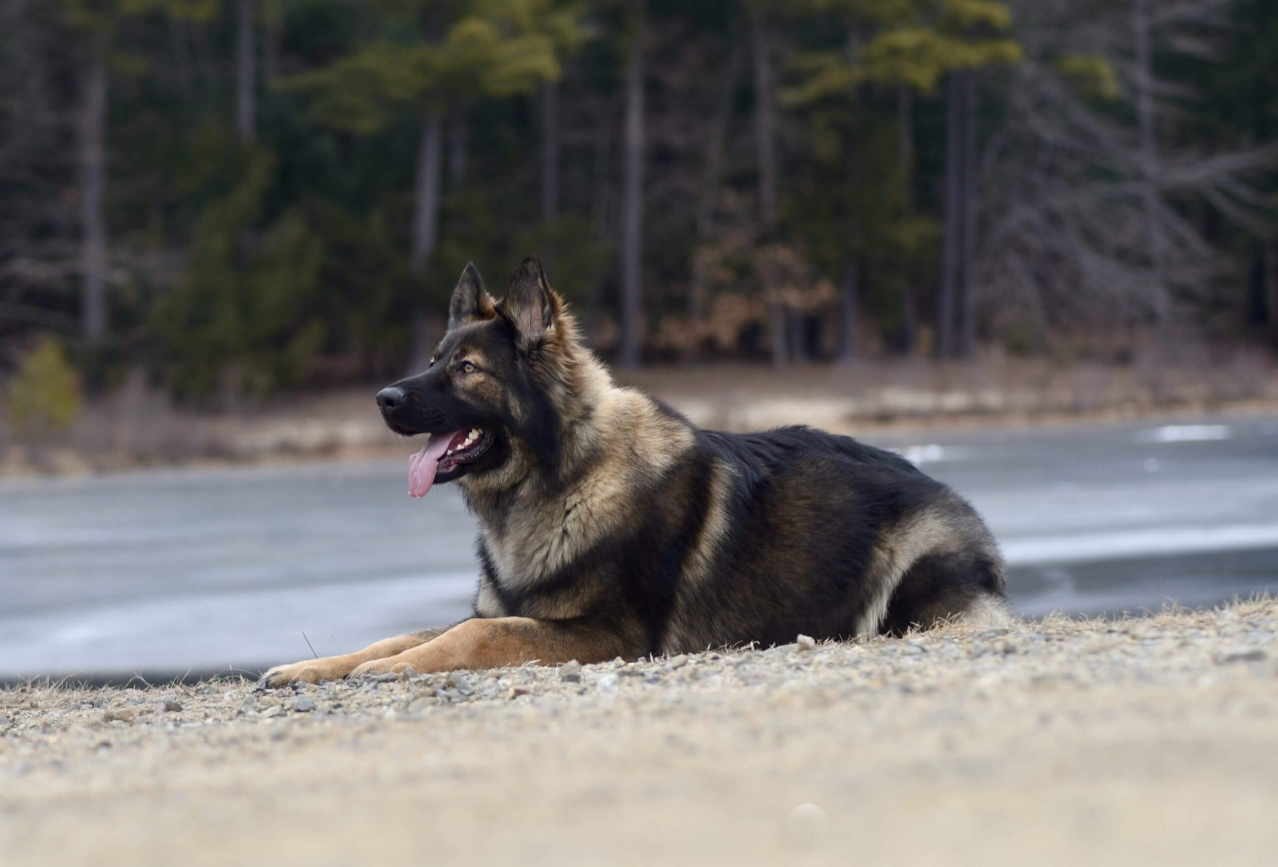 Protection dog lying in front of a lake