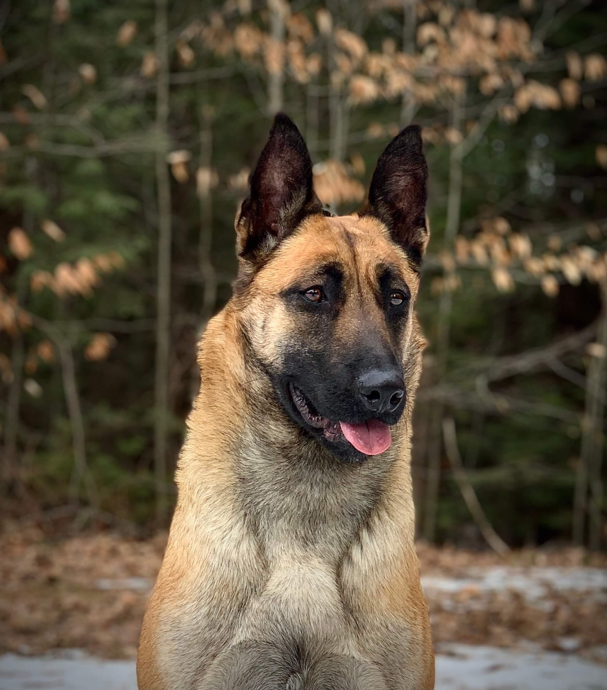 Protection dog posing in front of a forest