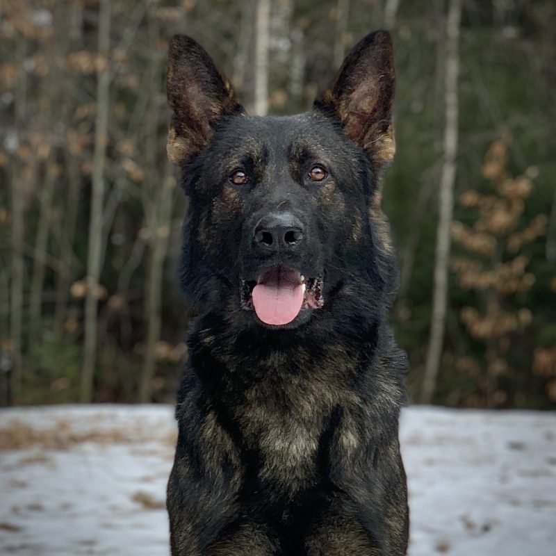 Protection dog posing in front of the forest