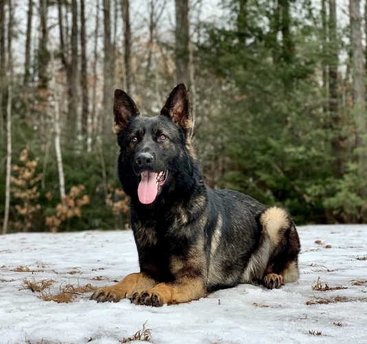 Protection dog lying in the snow in front of a forest