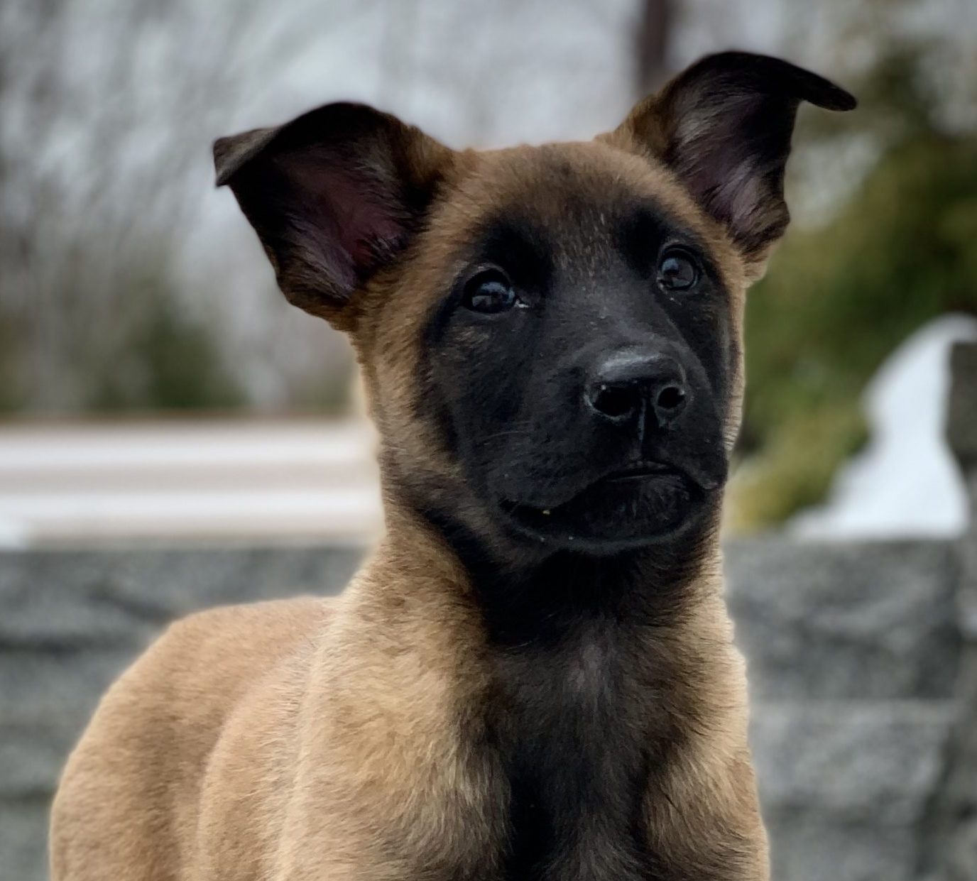 Protection dog puppy posing in a backyard