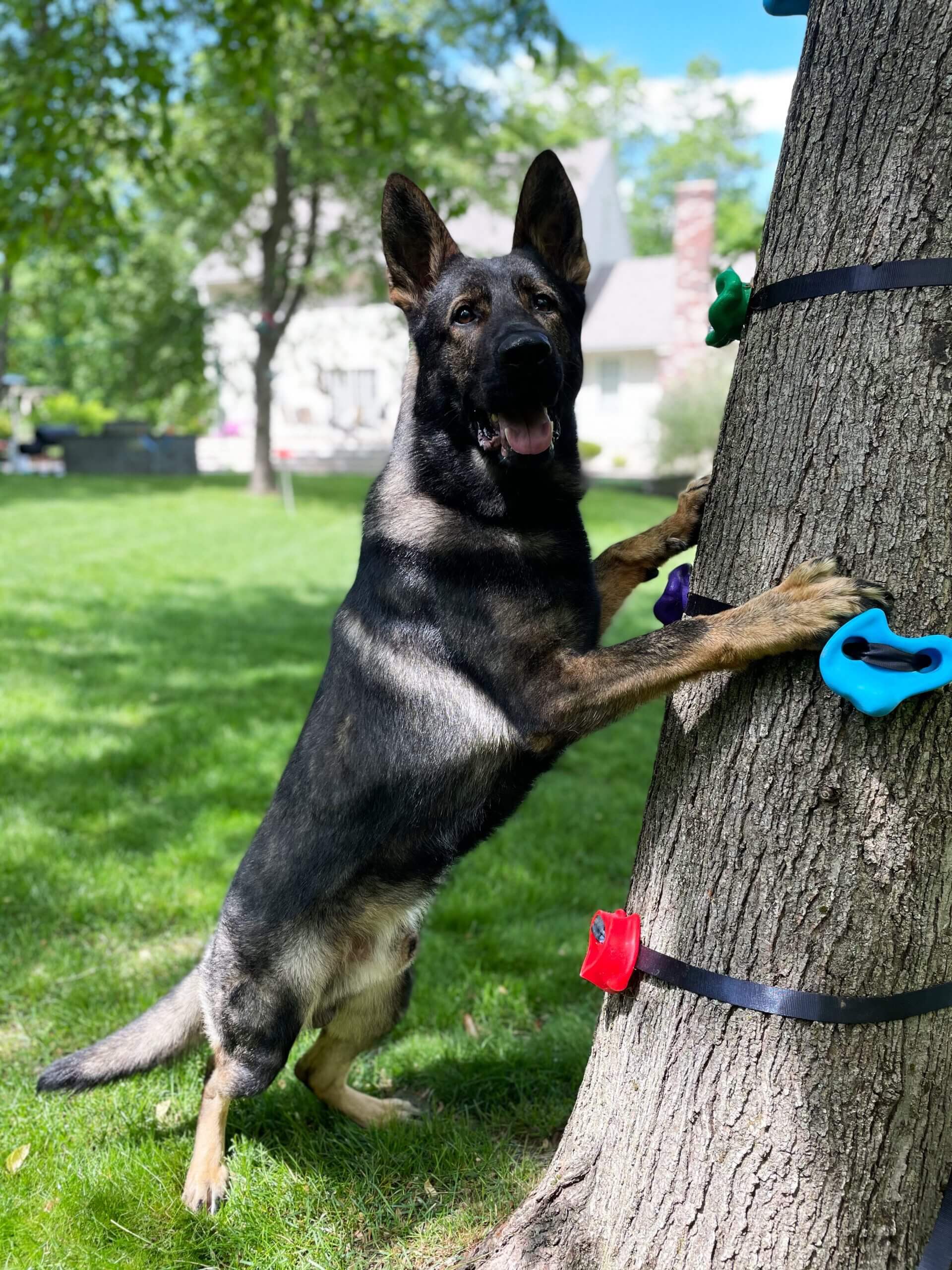 Protection dog leaning on a tree in a yard